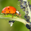 What is the example of biological pest control?