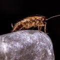 How To Implement Organic Pest Control For Roaches In Charleston