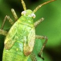 What are the disadvantages of using biological control?