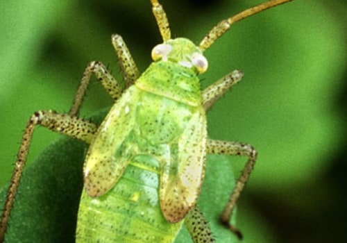 What is an advantage of biological control of pests in agriculture?
